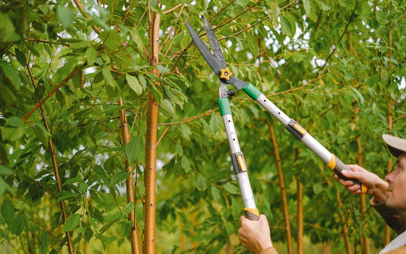 Tree trimming in Plush, OR