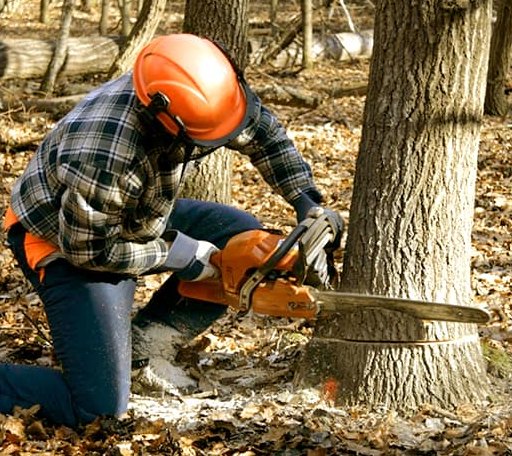 Tree Removal in Plush, OR
